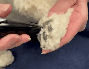 Hair Trimmer for Stress-Free Grooming