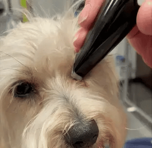 Hair Trimmer for Stress-Free Grooming
