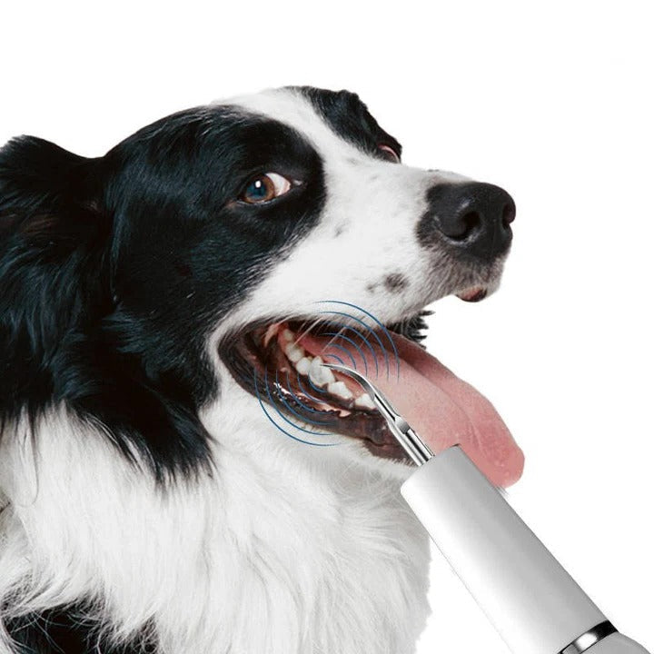 Ultrasound Device for Dog Grooming