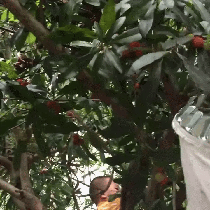 Telescopic Stainless Steel Fruit Picker (4 m Reach)