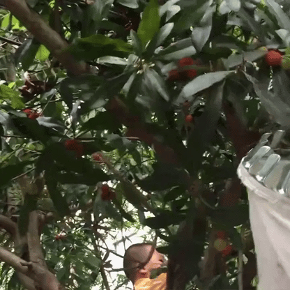 Telescopic Stainless Steel Fruit Picker (4 m Reach)